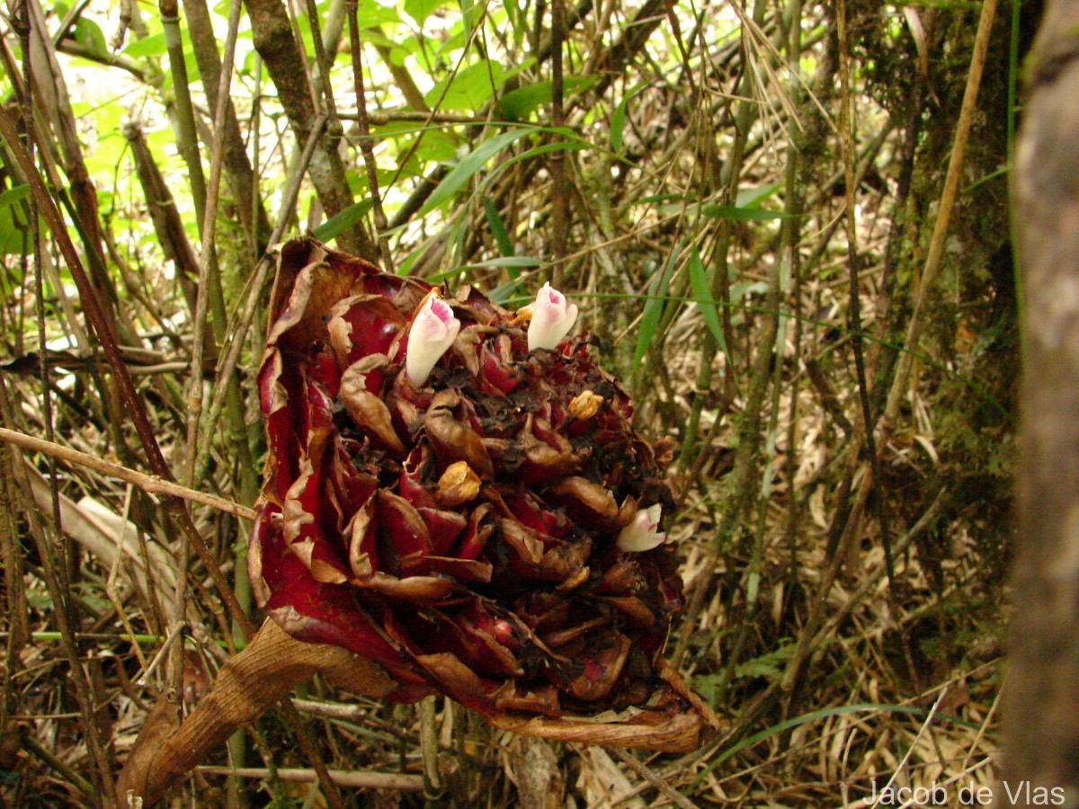 Elettaria floribunda Thwaites